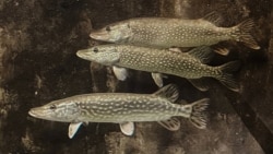 Дунай как смысл и как путь