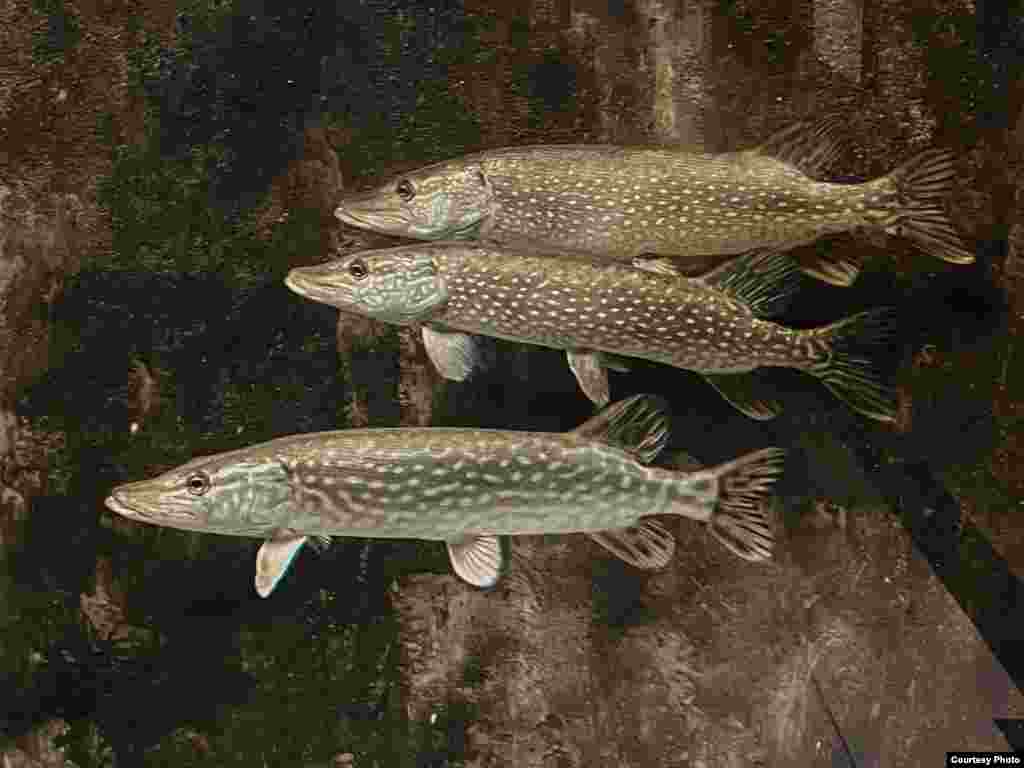 Аквариум Музея дельты Дуная в Тулче