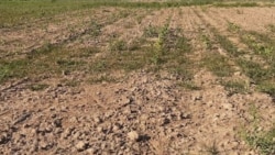 Lebapda düşewüntsiz daýhan birleşikleri ýapmak, olaryň ýerlerini daýhan hojalyklara geçirmek boýunça iş barýar