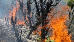  آتش در الیت؛ اسماعیل کهرم: مسئولان محیط زیست فقط حرف می‌زنند