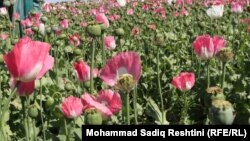 آرشیف، کشت کوکنار