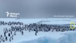 "Издръжлив като пингвин". Как се снима филм за пингвините на Антарктида