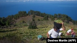 Испаниядагы жүзүмзар