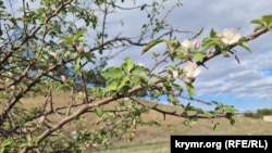 Цветение дикой яблони. Белогорск, Крым, октябрь 2025