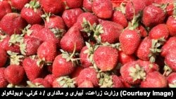 ځمکني توتان