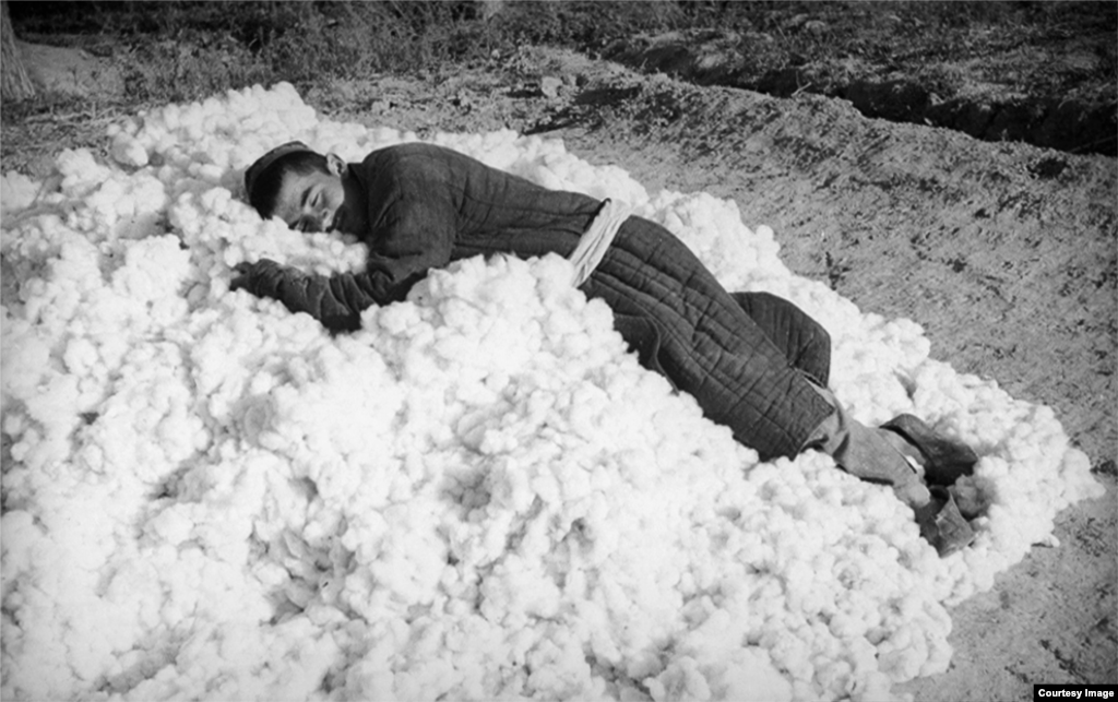 Kolhoz işçisi toplanğan pamuq üstünde raatlana