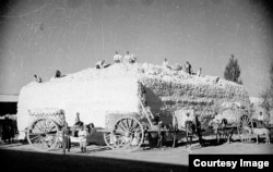 Сбор урожая хлопка, 1930-е годы. Фото Макса Пенсона