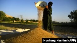 آرشیف، یک تن از دهاقین افغان در حال جمع آوری حاصلات گندم 