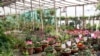 بازار فروش گل و نهال های مثمر در کابل از رونق افتاده است