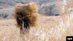 آرشیف، مزرعه گندم در بلخ