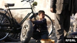 ارشیف، عکس تزئیني بڼه لري