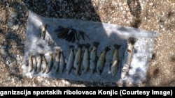 Uginuli i primjerci zaštićene mekousne pastrmke, Konjic, 12. septembar 2025.