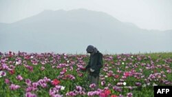 کوکنار-افغانستان-ارشیف