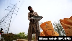 A Pakistani farmer separates wheat from the chaff at a farm on the outskirts of Peshawar in December.