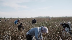 Maryda pagta ýygymy üçin býujet işgärlerinden ýene pul toplanýar