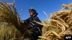 آرشیف، یک دهقان در حال جمع آوری حاصلات زمین اش در یکی از ولایات افغانستان