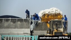 Сбор хлопка, Туркменистан 