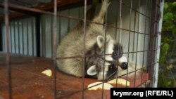 Иллюстрационное фото